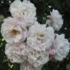 Rosier Grimpant Blush Noisette -Plantes Vertes Boutique 3914604645 75fd68907d o 20rosier blush noisette 771438 1