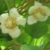 Kiwi Tomuri (mâle) - Actinidia Deliciosa -Plantes Vertes Boutique Actinidia deliciosa Tomuri 80722 FL