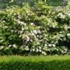 Actinidia Kolomikta Adam - Kiwi D'ornement Mâle -Plantes Vertes Boutique Actinidia kolomikta Adam 88515 1