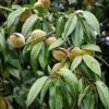 Amandier Nain Autofertile Fruit Me Almond Me - Prunus Dulcis -Plantes Vertes Boutique Amandier nain autofertile Fruit me Almond me Prunus dulcis copyright 16221 1