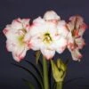 Amaryllis Amadeus Candy - Hippeastrum -Plantes Vertes Boutique Amaryllis Amadeus Candy Hippeastrum 15922 1