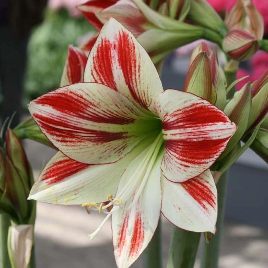 Amaryllis Ambiance* 3 Amaryllis Ambiance*