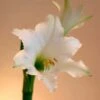 Amaryllis Amputo -Plantes Vertes Boutique Amaryllis Amputo 82353 1