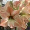 Amaryllis Apricot Parfait -Plantes Vertes Boutique Amaryllis Apricot Parfait 56992 1 1