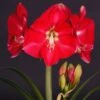 Amaryllis Candy Cream (Candy Queen) - Hippeastrum -Plantes Vertes Boutique Amaryllis Candy Cream Candy Queen Hippeastrum IF 17548 1