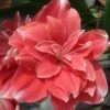 Amaryllis Double Dream