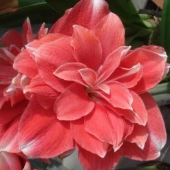 Amaryllis Double Dream
