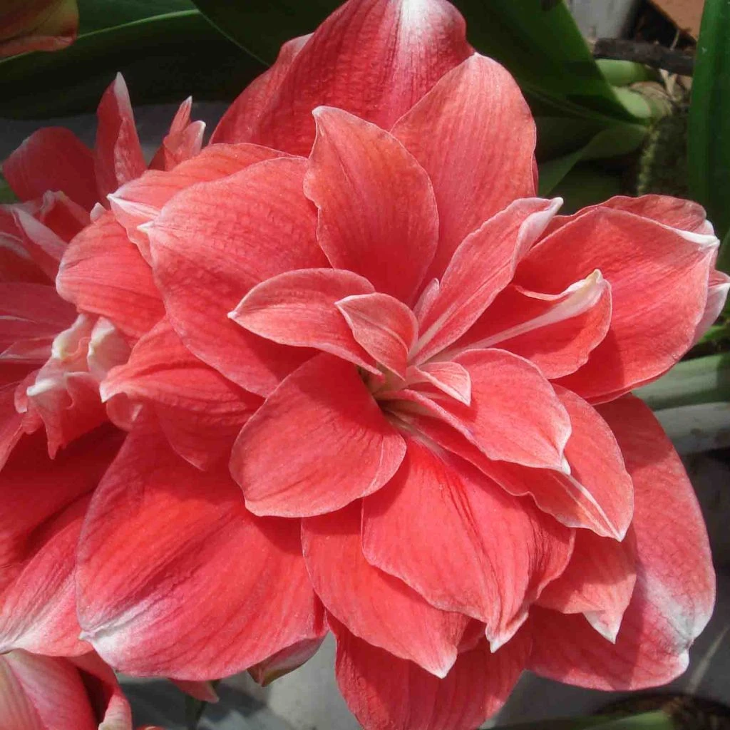 Amaryllis Double Dream 3 Amaryllis Double Dream