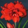 Amaryllis Double King - Hippeastrum -Plantes Vertes Boutique Amaryllis Double King 15252 1 1