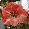 Amaryllis Faro* -Plantes Vertes Boutique Amaryllis Faro 56606 1