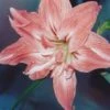 Amaryllis Double Lady Jane -Plantes Vertes Boutique Amaryllis Lady Jane LD alljengi 56977 1