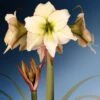 Amaryllis Lemon Cream - Hippeastrum 1 Amaryllis Lemon Cream - Hippeastrum -Plantes Vertes Boutique Amaryllis Lemon Cream Hippeastrum IF 175510 1