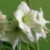 Amaryllis Luna -Plantes Vertes Boutique Amaryllis Luna 56705 1