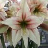 Amaryllis Magic Green -Plantes Vertes Boutique Amaryllis Magic Green 56614 1