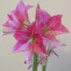 Amaryllis Neon -Plantes Vertes Boutique Amaryllis Neon 87545 1