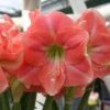 Amaryllis Rosalie -Plantes Vertes Boutique Amaryllis Rosalie 82461 1