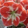 Amaryllis Samba 2 Amaryllis Samba -Plantes Vertes Boutique Amaryllis Samba 56995 1 1