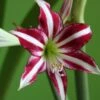 Amaryllis Santiago -Plantes Vertes Boutique Amaryllis Santiago 82352 1