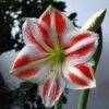 Amaryllis Clown -Plantes Vertes Boutique Amaryllis Sydney LD Ting Chen 56976 1