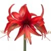 Amaryllis Cybester Bogota -Plantes Vertes Boutique Amaryllis cybister Bogota shutterstock 56979 1