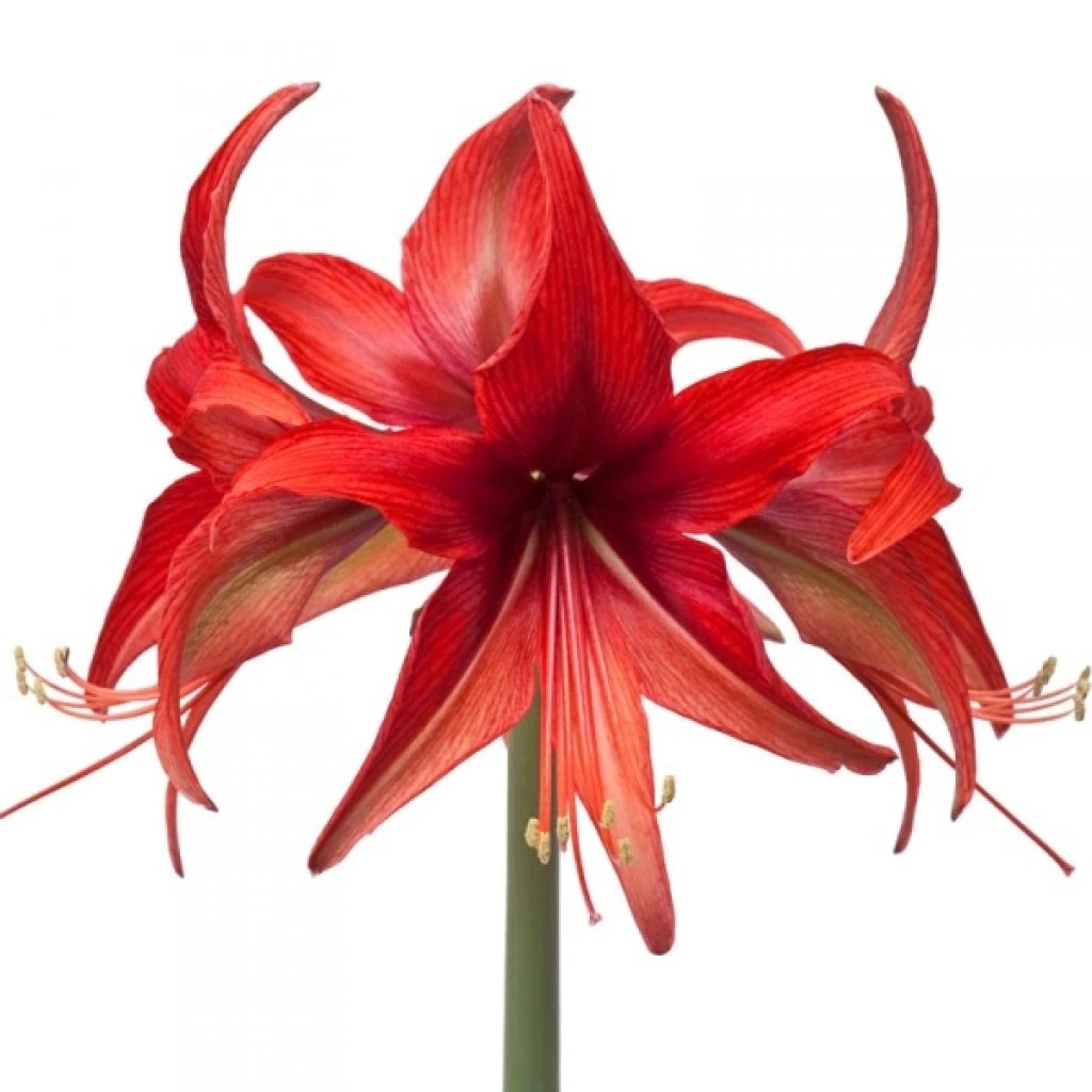 Amaryllis Cybester Bogota 3 Amaryllis Cybester Bogota
