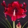 Amaryllis Daphne - Hippeastrum -Plantes Vertes Boutique Amaryllis daphne 15923 1