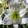 Amaryllis Pluriflore White Garden - Hippeastrum 2 Amaryllis Pluriflore White Garden - Hippeastrum -Plantes Vertes Boutique Amaryllis pluriflore White Garden Hippeastrum 15933 1