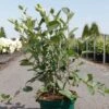 Aronia Melanocarpa Autumn Magic -Plantes Vertes Boutique Aronia melanocarpa Autumn Magic NOBLE 83947 1