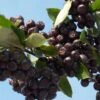 Aronia Prunifolia Nero - Aronie à Gros Fruits. -Plantes Vertes Boutique Aronia prunifolia Nero 85481 1