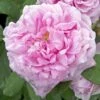 Rosier Ancien Comte De Chambord -Plantes Vertes Boutique COMTE DE CHAMBORD 822762 1