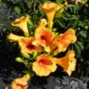 Bignone - Campsis Tagliabuana Summer Jazz Gold -Plantes Vertes Boutique Campsis radicans Summer Jazz Gold 84460 1