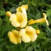 Campsis Radicans Yellow Trumpet (= Flava) - Bignone De Virginie -Plantes Vertes Boutique Campsis radicans Yellow trumpet 681444 1
