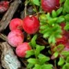Canneberge Early Black - Vaccinium Macrocarpon - Cranberry -Plantes Vertes Boutique Canneberge Early Black 78040 1