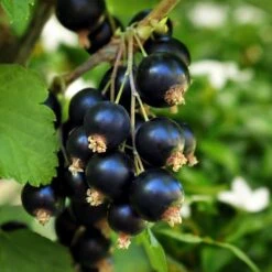 Cassissier Black'n Red Premiere - Ribes Nigrum