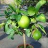 Pamplemousse (Pomelo) - Citrus (x) Paradisi -Plantes Vertes Boutique Citrus x paradisi 83410 1
