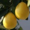 Limequat - Citrus X Floridana -Plantes Vertes Boutique Citrus x floridana 87045 1 1