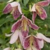 Clématite - Clematis Cirrhosa Advent Bells -Plantes Vertes Boutique Cl matite Advent Bells 81570 1