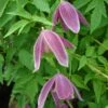 Clématite - Clematis Alpina Ruby -Plantes Vertes Boutique Clematis Alpina Ruby 67805 1