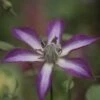Clématite - Clematis Astra Nova -Plantes Vertes Boutique Clematis Astra Nova 681524 1