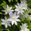 Clématite - Clematis Etoile Nacrée 1 Clématite - Clematis Etoile Nacrée -Plantes Vertes Boutique Clematis Etoile Nacree 87833 1