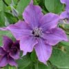 Clématite - Clematis Guiding Promise -Plantes Vertes Boutique Clematis Guiding promise evipo053 IF 87839 1 1