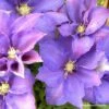 Clématite - Clematis H. F. Young -Plantes Vertes Boutique Clematis H F Young Copyright Travers 87840 1