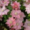 Clématite - Clematis Little Mermaid -Plantes Vertes Boutique Clematis Little Mermaid 81388 1