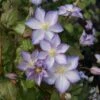 Clématite - Clematis Lucky Charm -Plantes Vertes Boutique Clematis Lucky Charm 81317 1