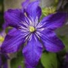 Clématite - Clematis Rhapsody -Plantes Vertes Boutique Clematis Rhapsody copyright 10116711 1