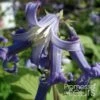 Clematis Heracleifolia Côte D'Azur 2/3L -Plantes Vertes Boutique Clematis heracleifolia Cote d Azur 87807 1