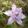 Clématite - Clematis Lady Kyoko -Plantes Vertes Boutique Clematis lady kyoko IF 17743 1