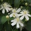Clématite - Clematis Mandshurica -Plantes Vertes Boutique Clematis mandshurica 67862 2