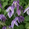 Clématite - Clematis Blue Eclipse -Plantes Vertes Boutique Clematite Clematis Blue Eclipse IF 6814851 1