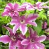Clématite - Clematis Carnaby -Plantes Vertes Boutique Clematite Clematis Carnaby 87820 1